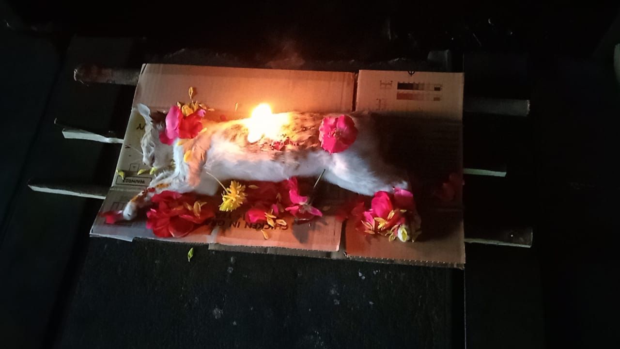 dog funeral & burial services in bengaluru
